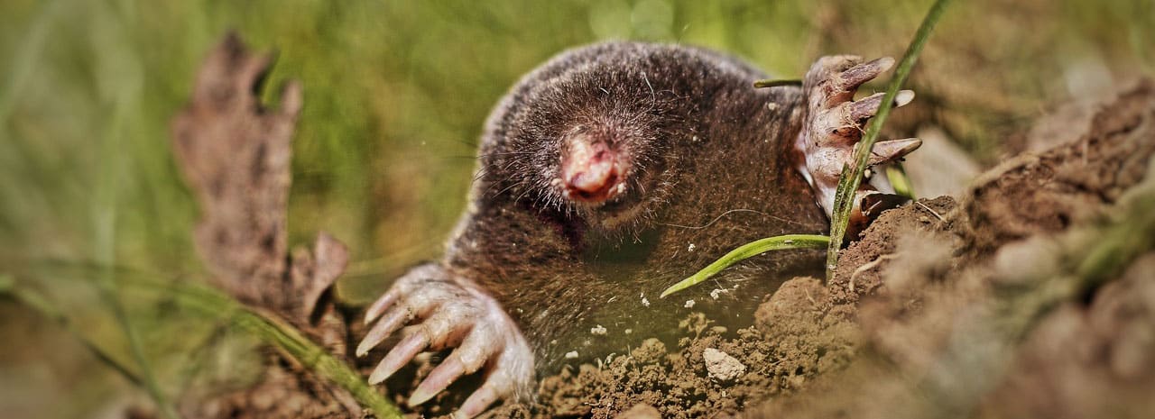 Comment ne plus avoir de taupes dans mon jardin ? svg+xml;charset=utf -