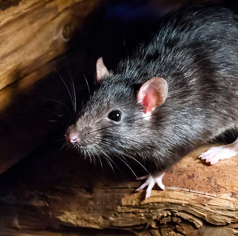 rat noir -