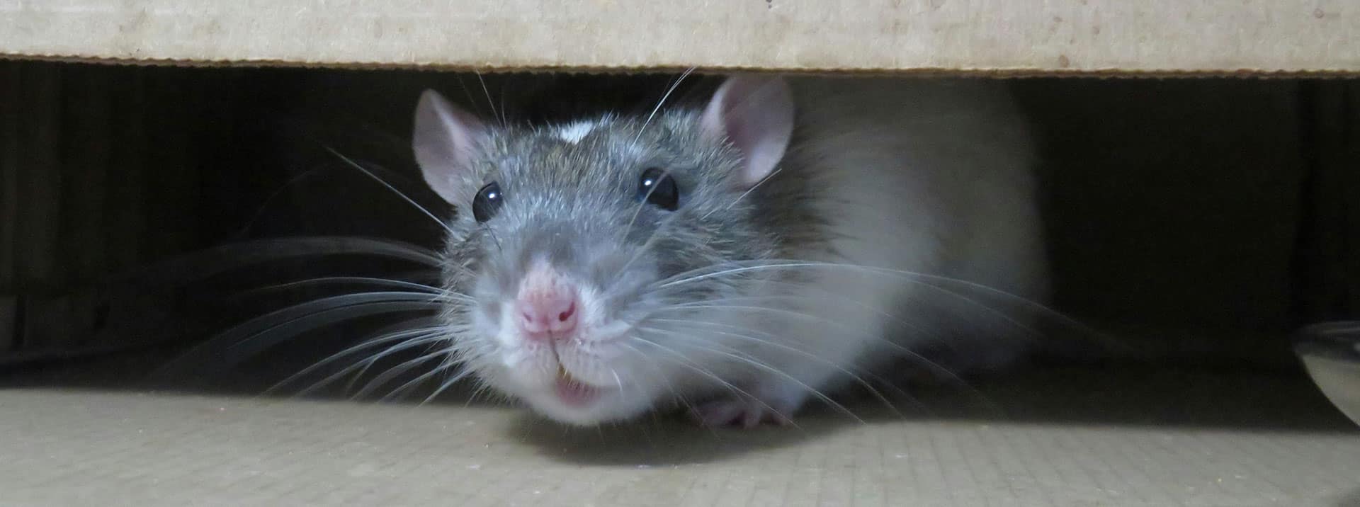 Photos de rat