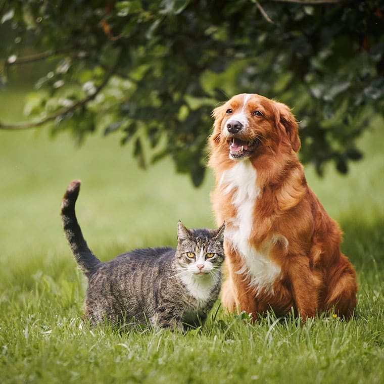 animaux domestiques -