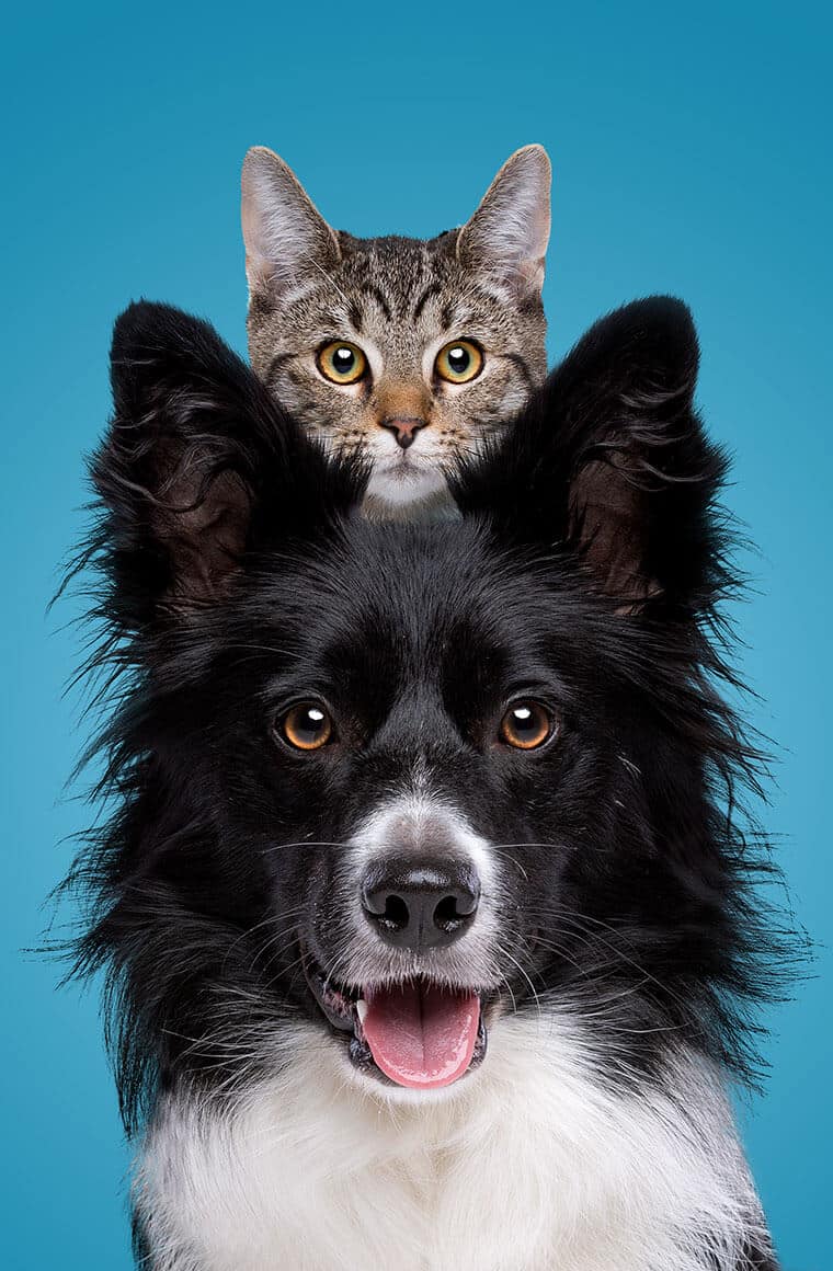 chat chien -