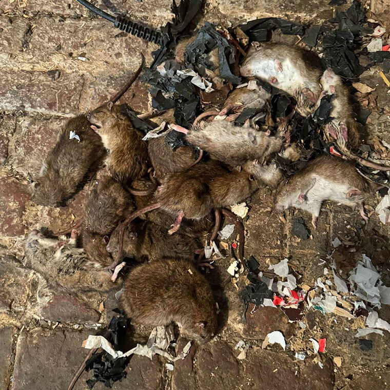 Combien de petits peut avoir un couple de rats par an ? Cycle de reproduction des rats