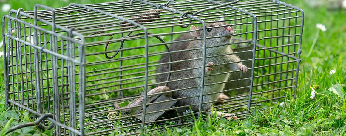 Qu’est-ce qui fait fuir les rats ? pieges rat -