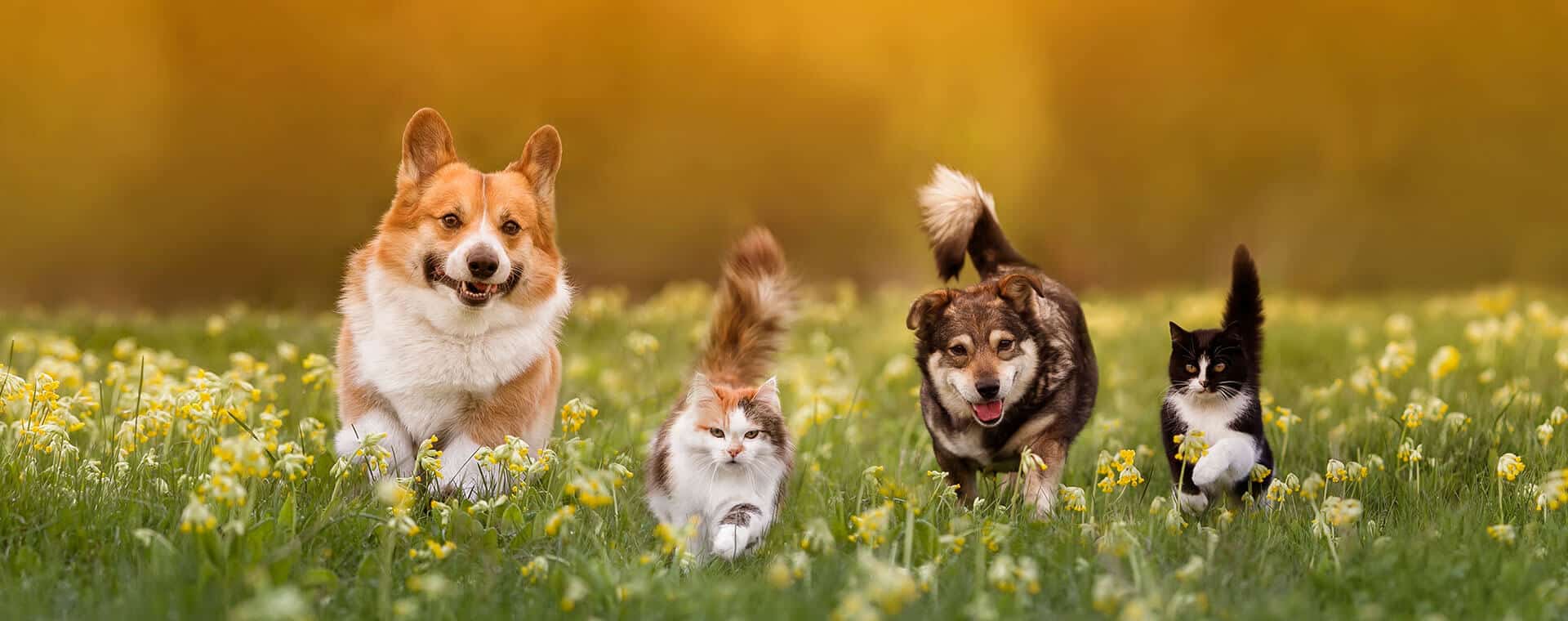 Qu’est-ce qui fait fuir les rats ? proteger animaux domestiques -