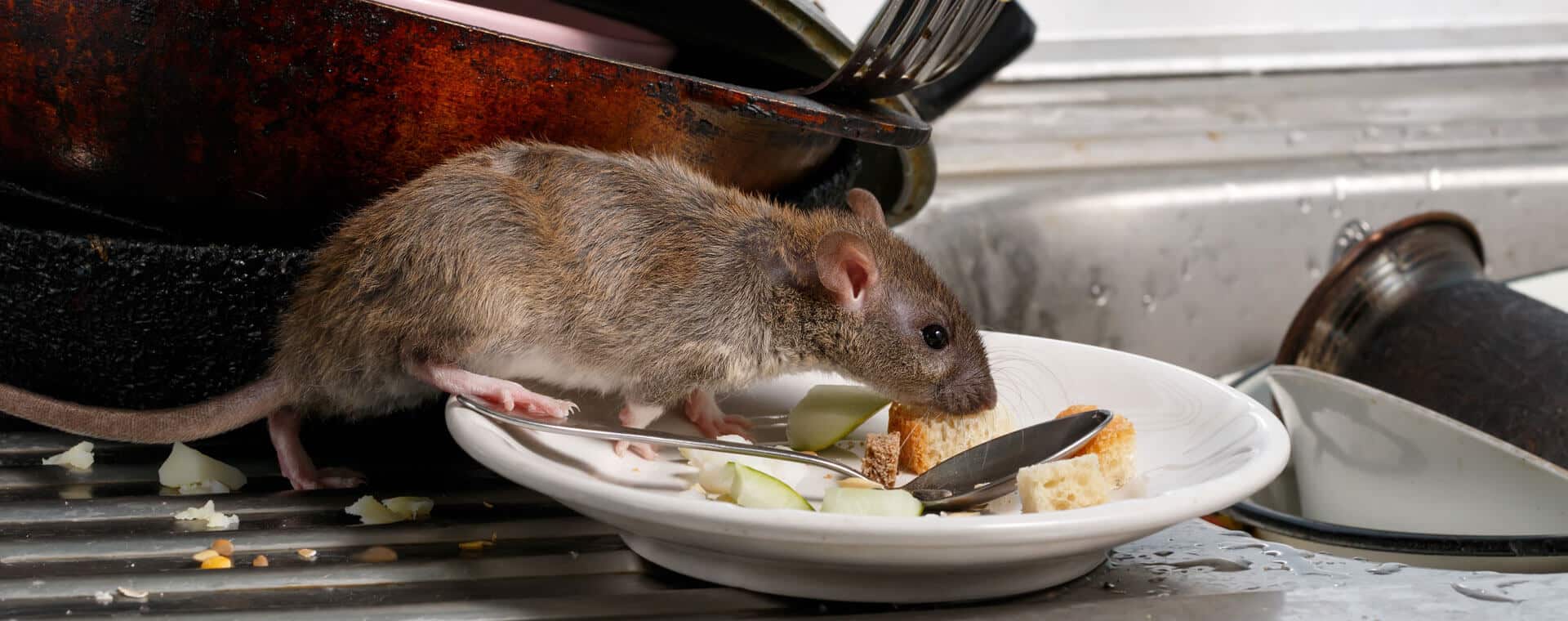 Qu’est-ce qui attire les rats ? rats dans maisons -