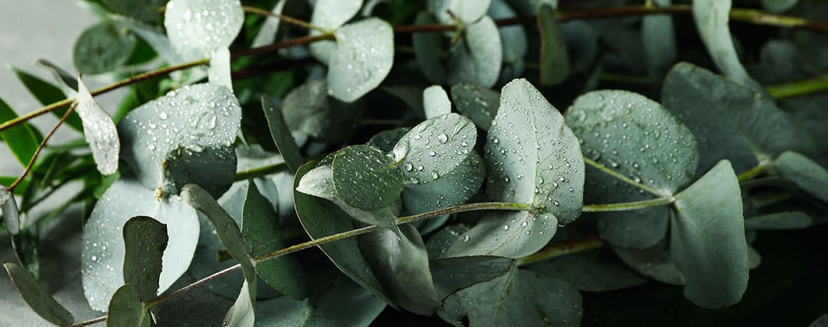 Qu’est-ce qui fait fuir les rats ? solution naturel repulsif -